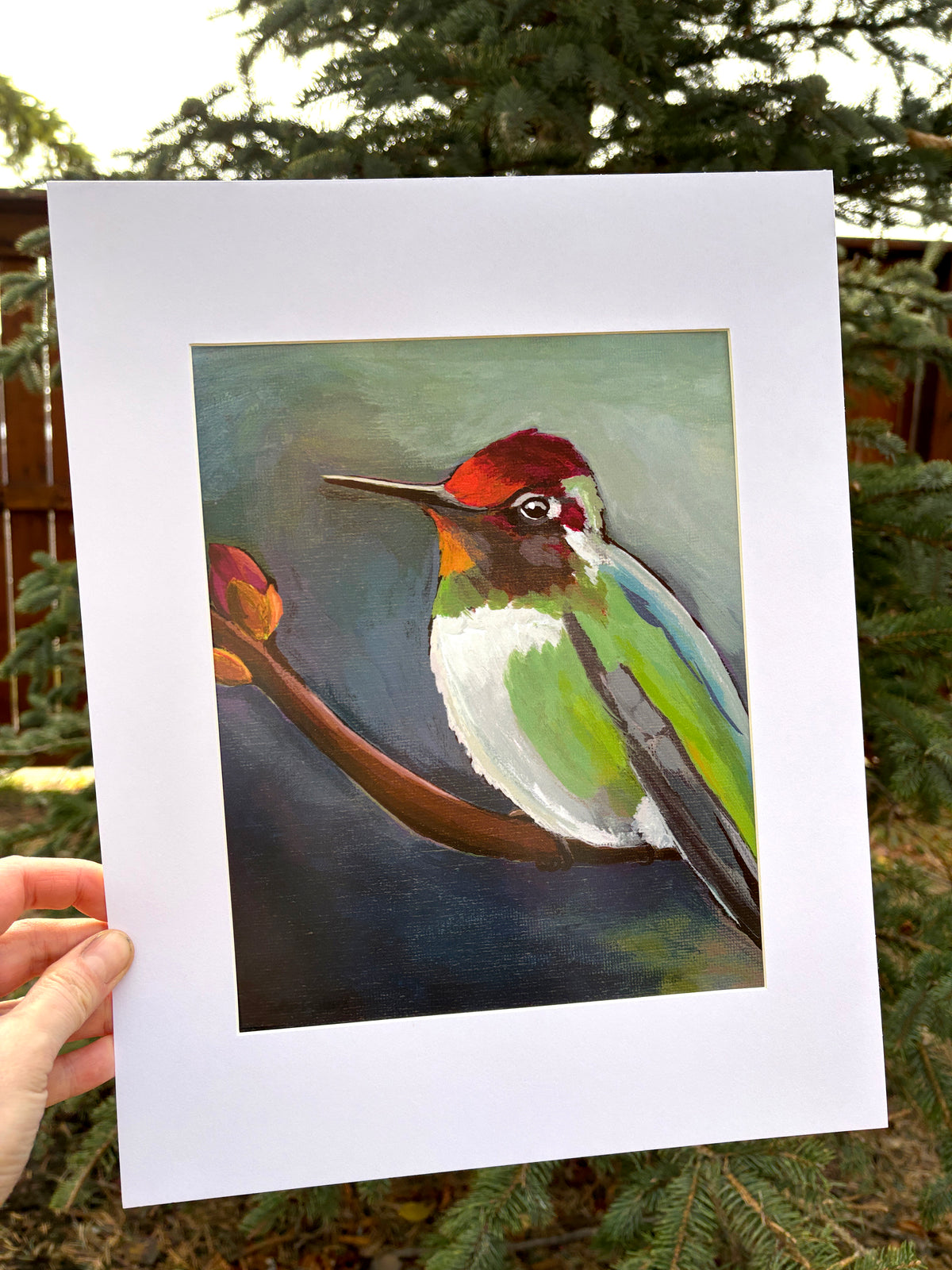 Hummingbird Sitting Print Limited Edition